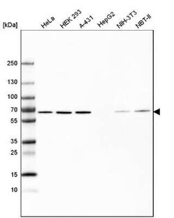 HDAC1 Antibody (CL0510), Novus Biologicals 25 &mu;L, Unconjugated:Antibodies,