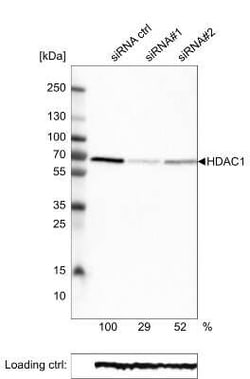 HDAC1 Antibody (CL0510), Novus Biologicals:Antibodies:Primary Antibodies
