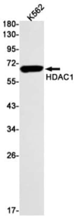 HDAC1 Antibody (S09-7G9), Novus Biologicals:Antibodies:Primary Antibodies