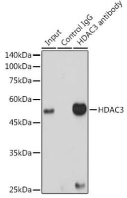 HDAC3 Rabbit anti-Human, Mouse, Rat, Clone: 1M1O7, Novus Biologicals:Antibodies:Primary