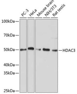 HDAC3 Rabbit anti-Human, Mouse, Rat, Clone: 1M1O7, Novus Biologicals:Antibodies:Primary