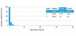 HDAC3 Antibody (PCRP-HDAC3-2D4) - Azide and BSA Free, Novus Biologicals