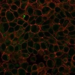 HDAC3 Mouse anti-Human, Clone: PCRP-HDAC3-3C9, Novus Biologicals:Antibodies:Primary