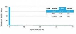 HDAC3 Mouse anti-Human, Clone: PCRP-HDAC3-3C9, Novus Biologicals:Antibodies:Primary