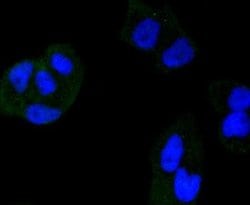 HDAC3 Rabbit anti-Human, Clone: SC55-02, Novus Biologicals 100 &mu;L | Buy Online | Novus Biologicals | Fisher Scientific