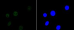 HDAC3 Rabbit anti-Human, Clone: SC55-02, Novus Biologicals 100 &mu;L | Buy Online | Novus Biologicals | Fisher Scientific