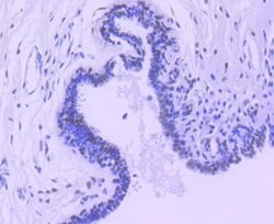 HDAC3 Rabbit anti-Human, Clone: SC55-02, Novus Biologicals 100 &mu;L | Buy Online | Novus Biologicals | Fisher Scientific