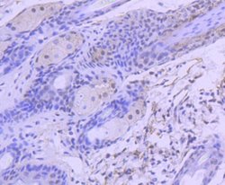 HDAC3 Rabbit anti-Human, Clone: SC55-02, Novus Biologicals 100 &mu;L | Buy Online | Novus Biologicals | Fisher Scientific
