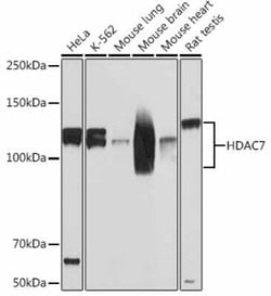HDAC7 Rabbit anti-Human, Mouse, Rat, Clone: 6J2N9, Novus Biologicals 20