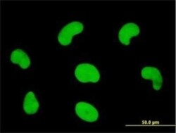 HDGFRP3 Antibody (2G12), Novus Biologicals 0.1 mg | Buy Online | Novus Biologicals | Fisher Scientific