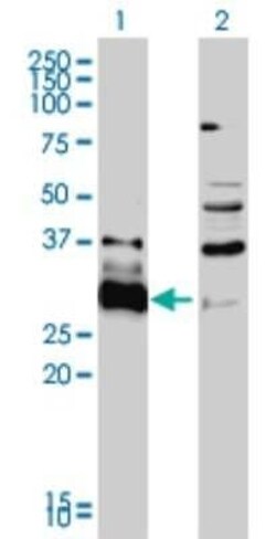 HDGFRP3 Antibody (2G12), Novus Biologicals 0.1 mg | Buy Online | Novus Biologicals | Fisher Scientific
