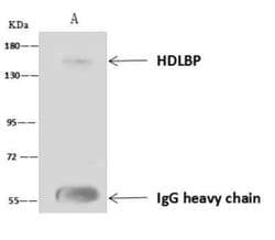HDLBP Antibody, Novus Biologicals:Antibodies:Primary Antibodies