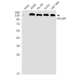 HDLBP Antibody (S07-3H2), Novus Biologicals:Antibodies:Primary Antibodies
