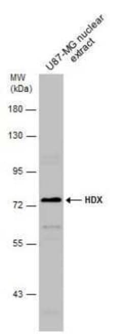 HDX Antibody, Novus Biologicals 100 &mu;g | Buy Online | Bio-Techne | Fisher Scientific