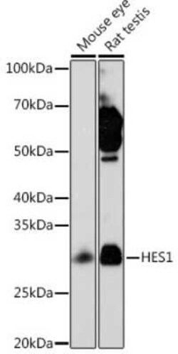 HES-1 Rabbit anti-Mouse, Rat, Clone: 9I2E8, Novus Biologicals 20 &mu;g;