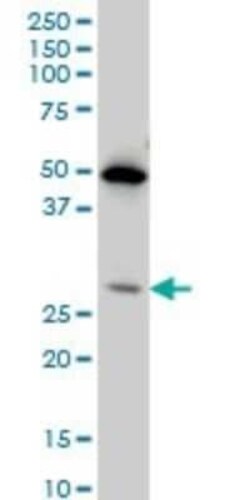 HES-1 Antibody (3A3), Novus Biologicals 0.1 mg | Buy Online | Novus Biologicals | Fisher Scientific