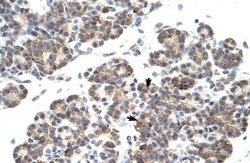 HES6 Antibody, Novus Biologicals 100 &mu;L; Unconjugated:Antibodies, Polyclonal