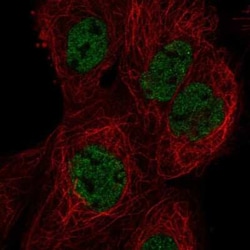 HES7 Antibody, Novus Biologicals:Antibodies:Primary Antibodies