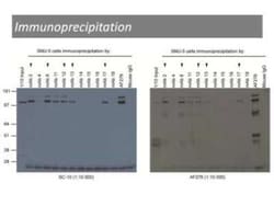 HGFR/c-MET Antibody (17) - BSA Free, Novus Biologicals 0.025 mL, Unconjugated:Antibodies,