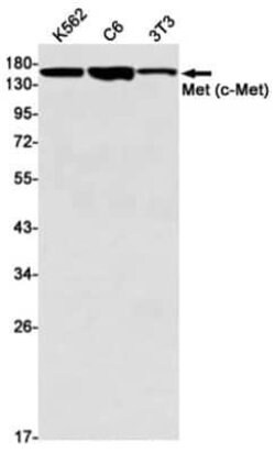 HGFR/c-MET Rabbit anti-Human, Mouse, Rat, Clone: S02-4D6, Novus Biologicals:Antibodies:Primary