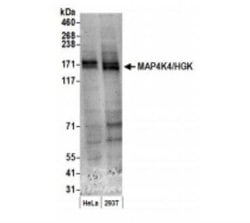 HGK/MAP4K4 Antibody, Novus Biologicals 0.1 mg; Unconjugated:Antibodies,
