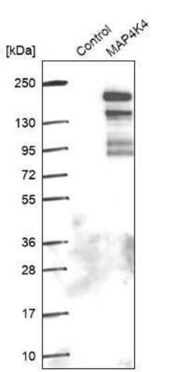 HGK/MAP4K4 Antibody, Novus Biologicals:Antibodies:Primary Antibodies