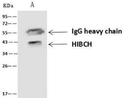 HIBCH Antibody, Novus Biologicals:Antibodies:Primary Antibodies