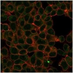 HIC2 Mouse anti-Human, Clone: PCRP-HIC2-1B1, Novus Biologicals:Antibodies:Primary