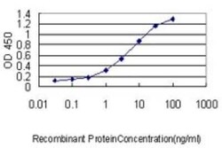 HIC5/TGFB1I1 Antibody (4B2-D8), Novus Biologicals 0.1 mg, Unconjugated:Antibodies,