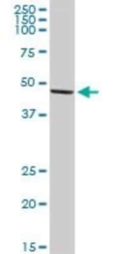 HIC5/TGFB1I1 Antibody, Novus Biologicals 0.1 mg, Unconjugated:Antibodies,