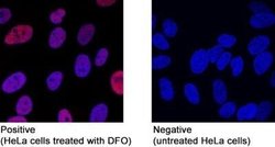 HIF-1 alpha Antibody (2443B) - Azide and BSA Free, Novus Biologicals 0.1