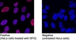HIF-1 alpha Antibody (2443B) - BSA Free, Novus Biologicals 0.025 mg; Unconjugated:Antibodies,