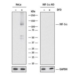 HIF-1 alpha Antibody (2443B) - BSA Free, Novus Biologicals 0.025 mg; Unconjugated:Antibodies,