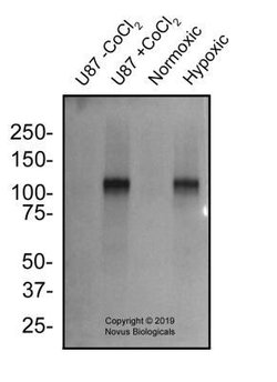 HIF-1 alpha Antibody (2443B) - BSA Free, Novus Biologicals 0.025 mg; Unconjugated:Antibodies,