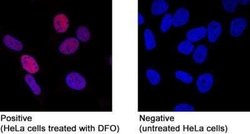 HIF-1 alpha Antibody (2443C) - Azide and BSA Free, Novus Biologicals 0.1
