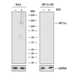 HIF-1 alpha Antibody (2443C) - Azide and BSA Free, Novus Biologicals 0.1