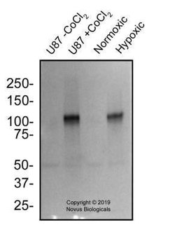 HIF-1 alpha Antibody (2443C) - Azide and BSA Free, Novus Biologicals 0.1