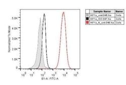 HIF-1 alpha Antibody (H1alpha67) - Azide and BSA Free, Novus Biologicals