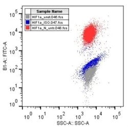 HIF-1 alpha Antibody (H1alpha67) - Azide and BSA Free, Novus Biologicals