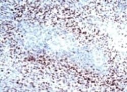 HIF-1 alpha Antibody (H1alpha67) - Azide and BSA Free, Novus Biologicals