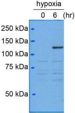 HIF-1 alpha Antibody (H1alpha67) - Azide and BSA Free, Novus Biologicals