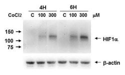HIF-1 alpha Antibody (H1alpha67) - Azide and BSA Free, Novus Biologicals
