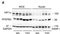 HIF-1 alpha Antibody (H1alpha67) - Azide and BSA Free, Novus Biologicals