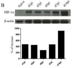 HIF-1 alpha Antibody (H1alpha67) - Azide and BSA Free, Novus Biologicals