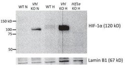 HIF-1 alpha Antibody (H1alpha67) - Azide and BSA Free, Novus Biologicals