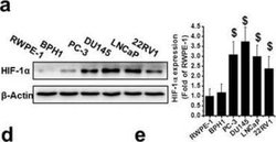 HIF-1 alpha Antibody (H1alpha67) - Azide and BSA Free, Novus Biologicals