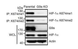 HIF-1 alpha, Dimethyl Lys674 Antibody, Novus Biologicals:Antibodies:Primary