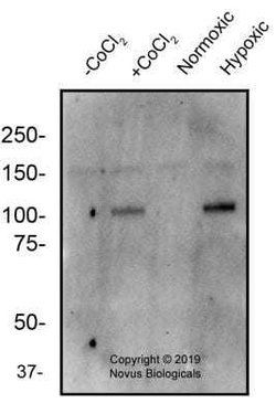 HIF-2 alpha/EPAS1 Antibody (2444A) - Azide and BSA Free, Novus Biologicals