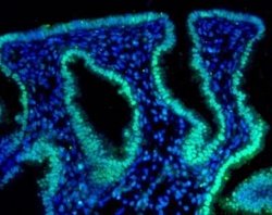HIF-2 alpha/EPAS1 Antibody (ep190b) - Azide and BSA Free, Novus Biologicals