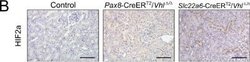 HIF-2 alpha/EPAS1 Antibody (ep190b) - Azide and BSA Free, Novus Biologicals